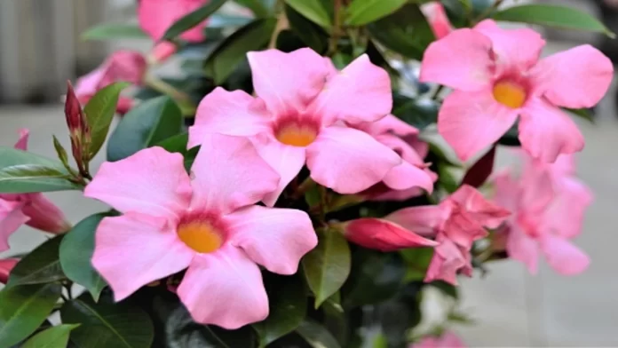 Mandevilla Flowers