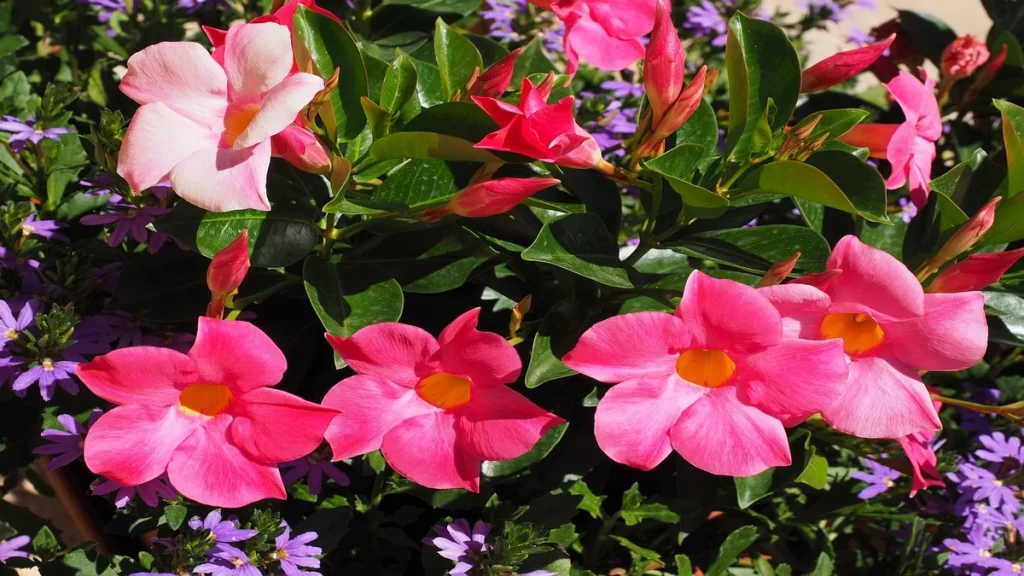 mandevilla plant