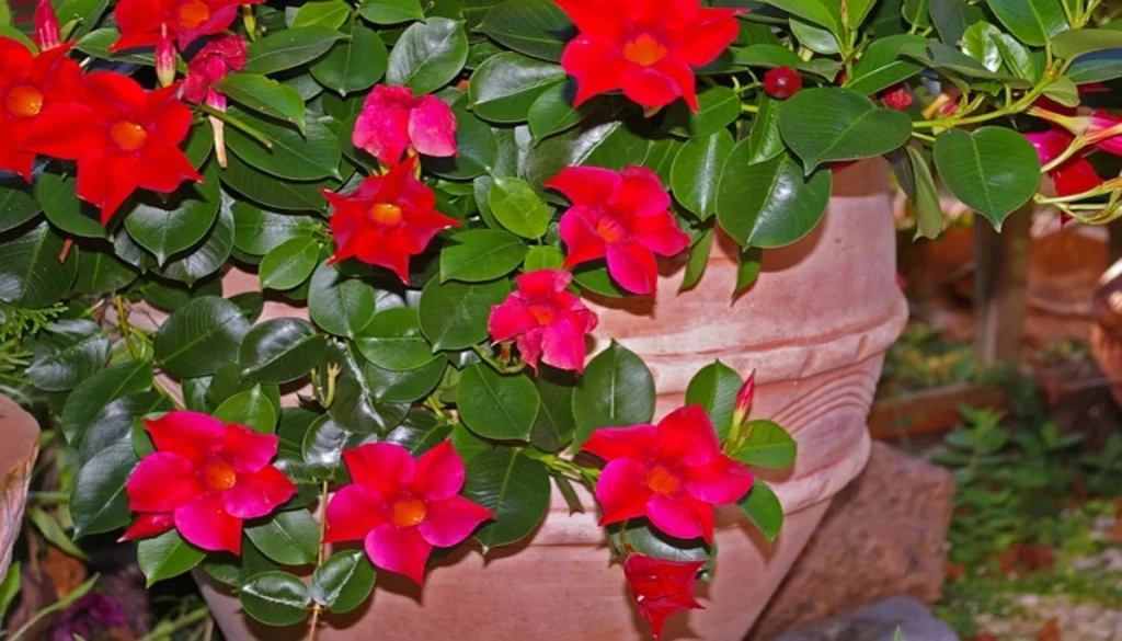 mandevilla trellis